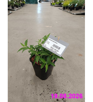 Deutzia kalmiiflora C 1,4 L